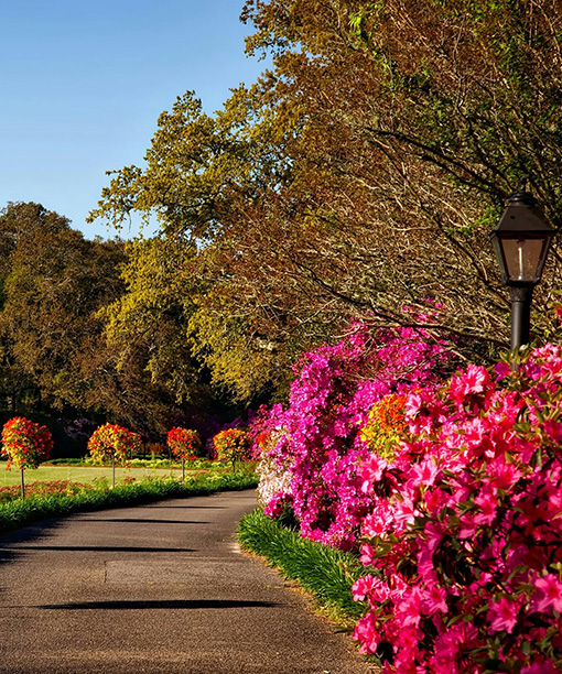 Destiny Garden